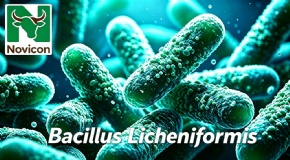 NovilLichen