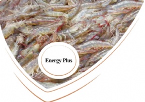 Energy Plus